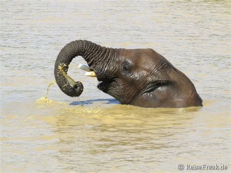 Eine safari in südafrika ist ein höhepunkt jeder reise. Foto des Tages: Elefant beim Baden. Safari in Südafrika ...