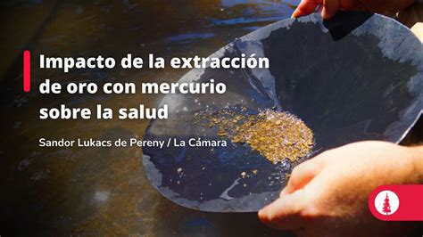 Impacto De La Extracción De Oro Con Mercurio Sobre La Salud Conexión Esan