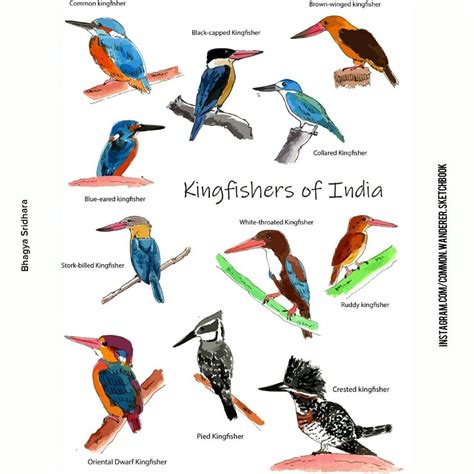 Freelance Talents Types Of Kingfisher Birds India