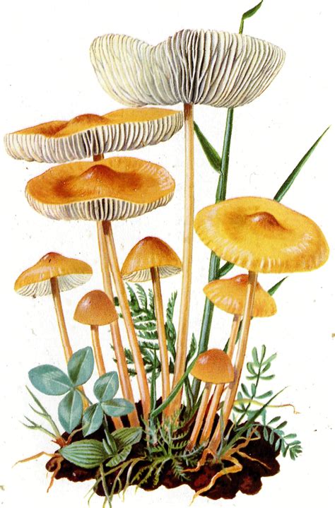 Marasmius oreades Gambe secche | Secchio, Bolle, Funghi
