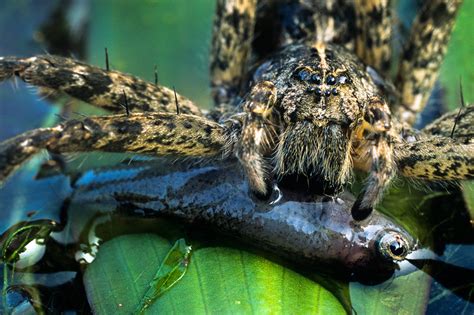 Needless to say, we are pretty careful when we reach under stuff or turn stuff i do not recall my chickens ever eating a black widow spider though they love spiders. Spiders That Eat Fish | Antipest Blog