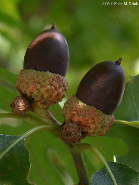 Fruits look like small feijoas, and are 1 inch long and 1/2 inch wide. Quercus alba (White Oak): Minnesota Wildflowers