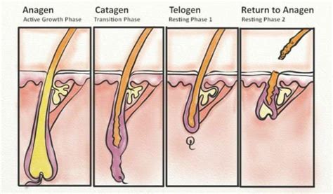 Hair won't grow on my armpits and i'm 21 what should i do? answered by dr. Do Beards Ever Stop Growing? (Terminal Length)
