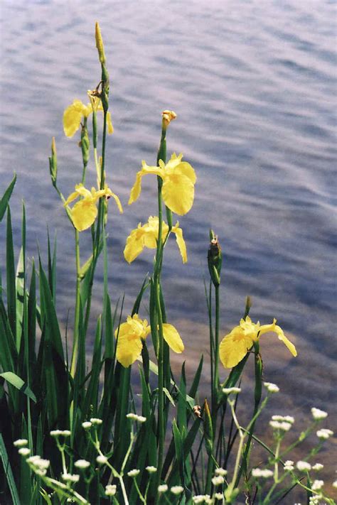Yellow Iris Or Yellow Flag Iris Iris Pseudacorus 15 Wild Flowers
