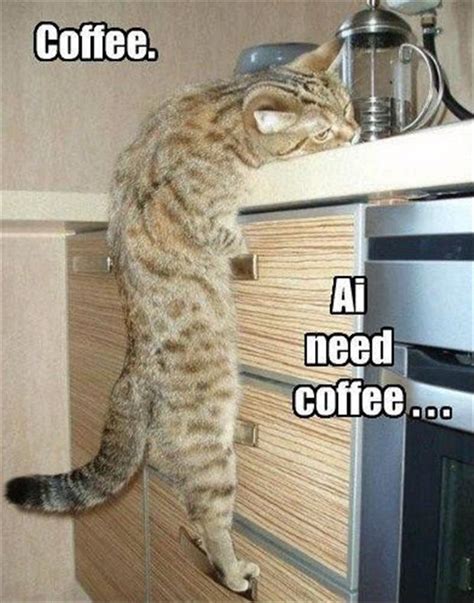 Meme Coffee Ai Need Coffee Cat Viral Viral Videos