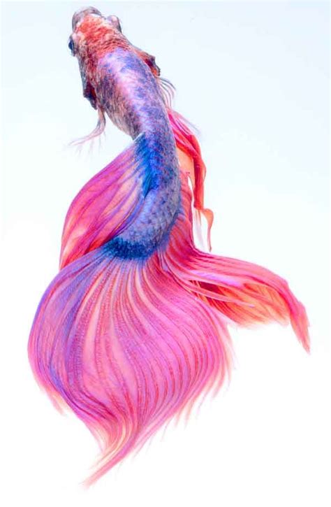Why Do Animals Have Tails? 8 Amazing Reasons! | Fish wall art, Natural