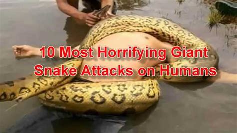 Giant Anaconda Attacks Human Real Biggest Anaconda Snake Attacks Man