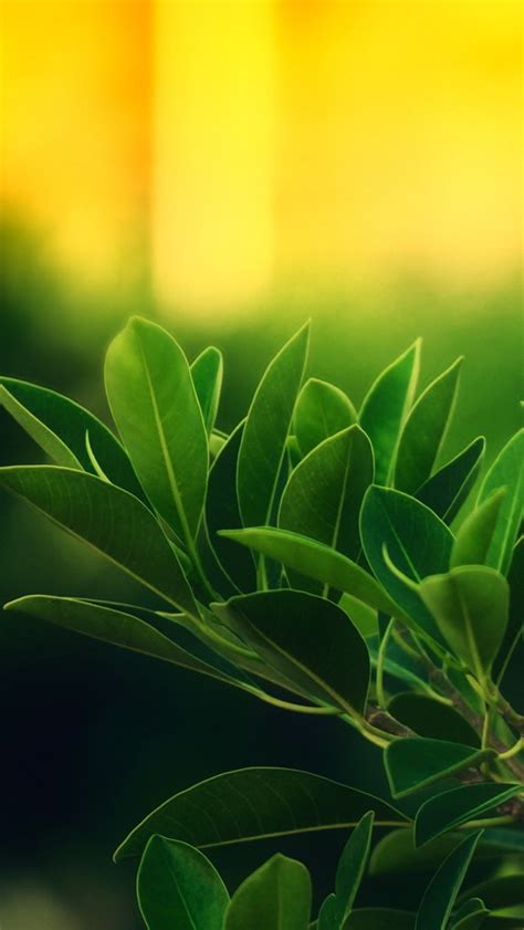 Maybe you would like to learn more about one of these? Plants With Sunrise - The iPhone Wallpapers
