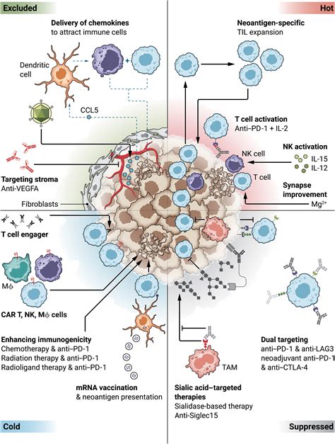 combination cancer immunotherapies emerging treatment strategies adapted to the tumor