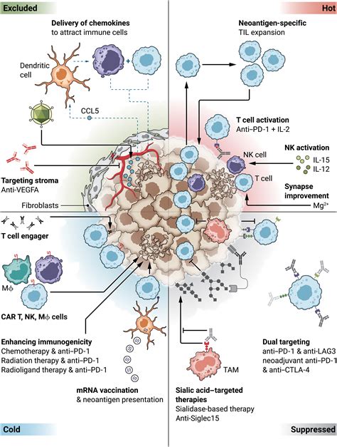 Stable Prognosis With Cancer Chemotherapy And Immunotherapy My Tech