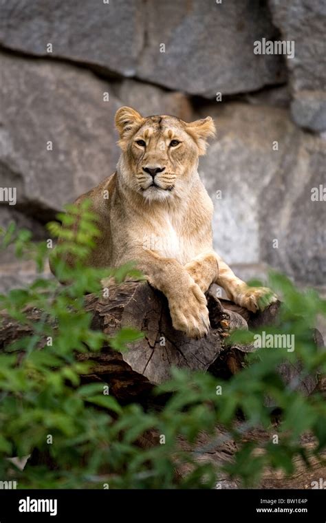 A Female Lion At The Berlin Zoo Stock Photo Alamy