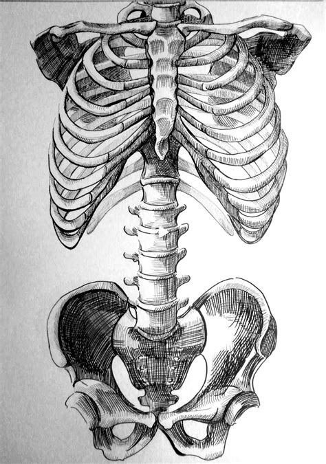 Redirecting In 2021 Human Anatomy Art Skeleton Drawings Anatomy Art