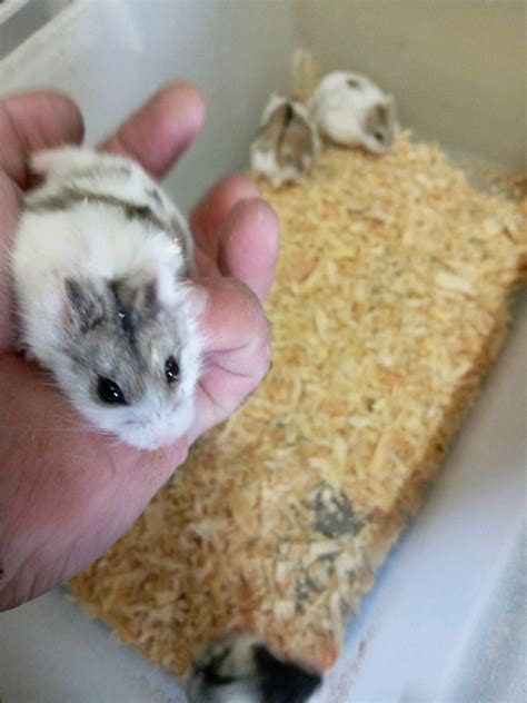 Russian Dwarf Hamsters For Sale In Sandwell West Midlands Gumtree