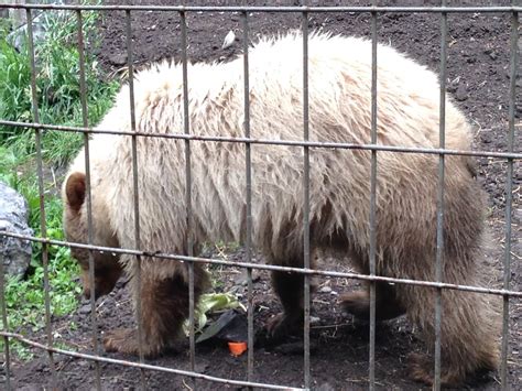 ‘white Black Bear Makes Debut At Calgary Zoo Globalnewsca