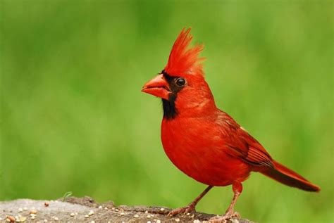 Explore 10 Beautiful Birds Of West Virginia Spark Lark