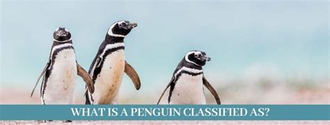 Are Penguins Mammals Updated 2021 Zoological World