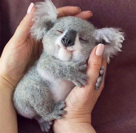 Koala Bear Bayi Hewan Binatang Bayi Hewan Lucu
