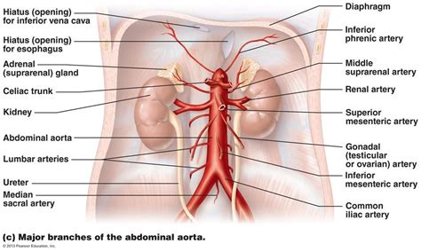 The vessels that carry blood away from the heart are called arteries. The Cardiovascular System: Blood Vessels
