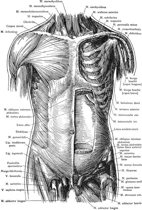 Anterior View Of The Muscles Of The Trunk Clipart Etc