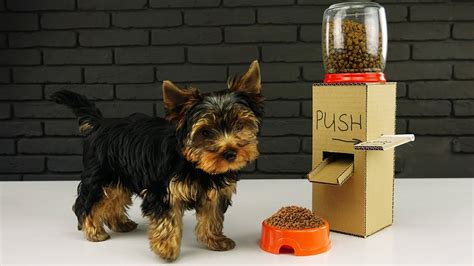 Meanwhile charities were spending what little they had to buy food or seek. DIY Puppy Dog Food Dispenser from Cardboard at Home - YouTube