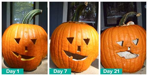 Ask Wet And Forget 2015 Wet And Forget Pumpkin Preservation Challenge