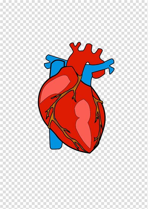 Heart Anatomy Human Heart Transparent Background Png Clipart Pngguru