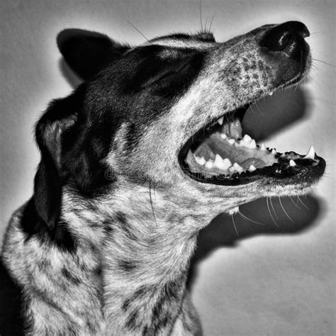 A Profile Of A Dog Stock Image Image Of Compagnia Domestico 132234135