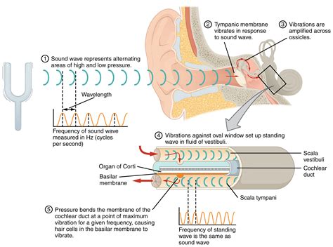 This Diagram Shows How Sound Waves Travel Through The Ear And Each