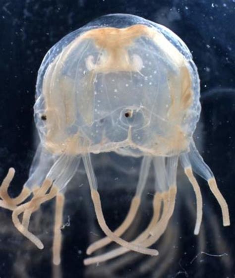 The Jellyfishs Sting Pain And Then Some Cbs News