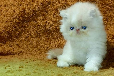 Berikut daftar kisaran harga kucing persia yang tersedia di pasaran. Harga Kucing Persia Peaknose Calico - Q Sragen