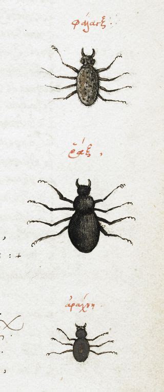 Bugs In Books Medieval Manuscripts Blog