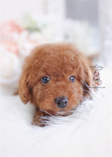 Toy Poodle 480 Teacup Puppies And Boutique