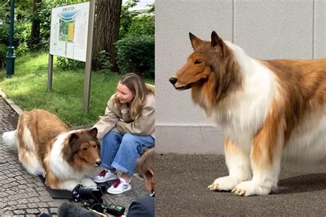 Homem Que Virou Um Cachorro Sai Para Passear Na Rua Veja Como Pessoas