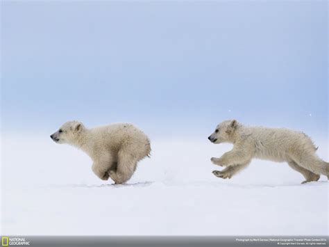 Afbeeldingsresultaat Voor Polar Bear Baby Polar Bear Wallpaper Cubs