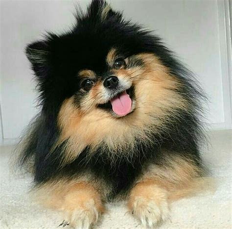 Pomeranian Puppies Black And Tan Pets Lovers