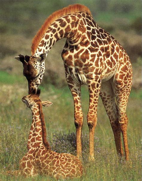 20 pictures of giraffes