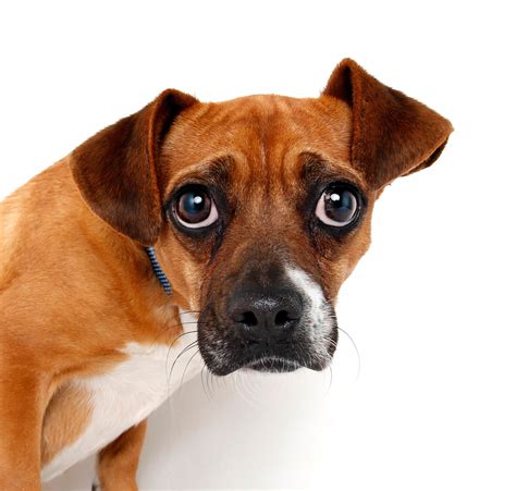 Dog Anxiety What To Do If Your Dog Is A Nervous Traveller