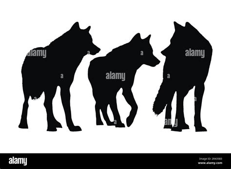 Wolves Walking In Different Positions Silhouette Set Vector Adult