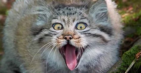 Cats are known for some odd behaviors and strange ways. Cool Facts About The "Most Expressive Cat In The World ...