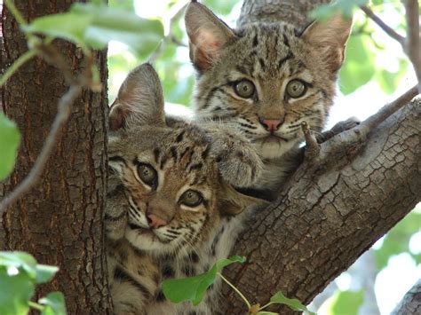 The Six Wildcats Of North America Owlcation Education Iberian Lynx