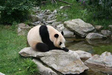 Filegiant Panda At Vienna Zoo Wikipedia