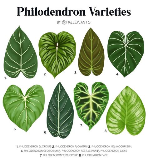 Philodendron Types Identification