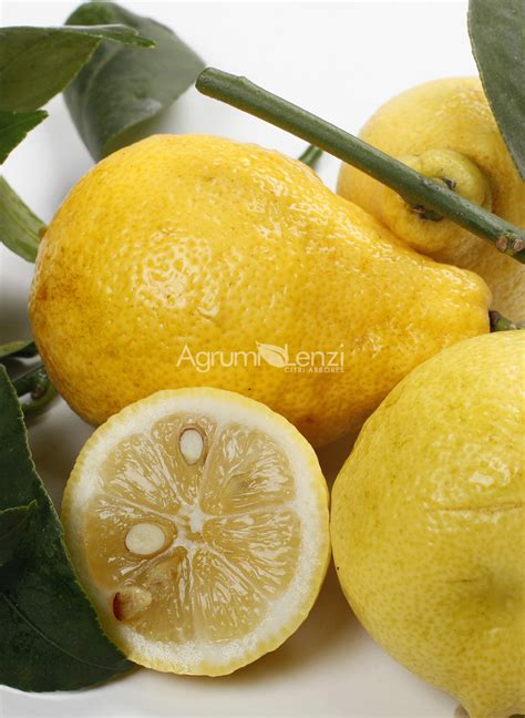 Limone Peretto O Del Portogallo Citrus Limon Agrumi Lenzi
