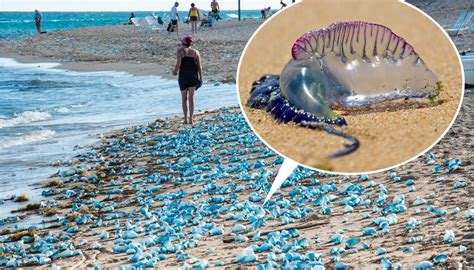 The stinging tentacles of the portuguese man o' war have been documented to grow up to 100 feet long, yet this colonial animal is far from the only while the portuguese man o' war itself is not in the running for the world's longest animal, the colony's substantial tentacles are enough to provide a. Benidorm Beaches Close After Deadly Portuguese 'Man o' War ...