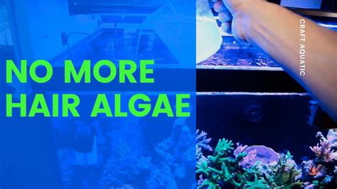 No More Hair Algae How To Eliminate Hair Algae In A Mixed Reef