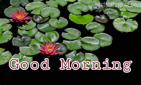 51 Good Morning Lotus Lily Flower Images Hd 2021 Best Status Pics