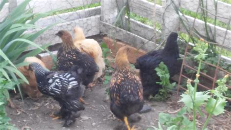 Sexes Of My Gold Laced Cochins Backyard Chickens Learn How To Raise Chickens