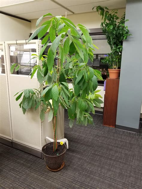 My Dad Is Growing An Avacado Tree At His Office In Edmonton Alberta