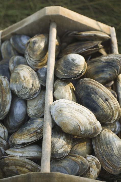Woody stems and waxy leaves. How Long Do Clams Last Unrefrigerated? | Our Everyday Life