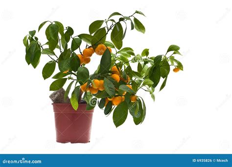 Citrus Tree Stock Photo Image Of Fruit Lemon Mandarin 6935826